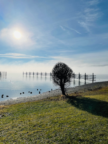 Die Nebel von Avalon