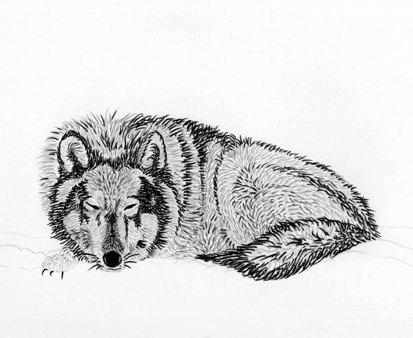 Wolf im Schnee